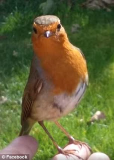 Mother whose son, four, died from a brain tumour is amazed to be followed around his grave by a robin after asking for a sign from him