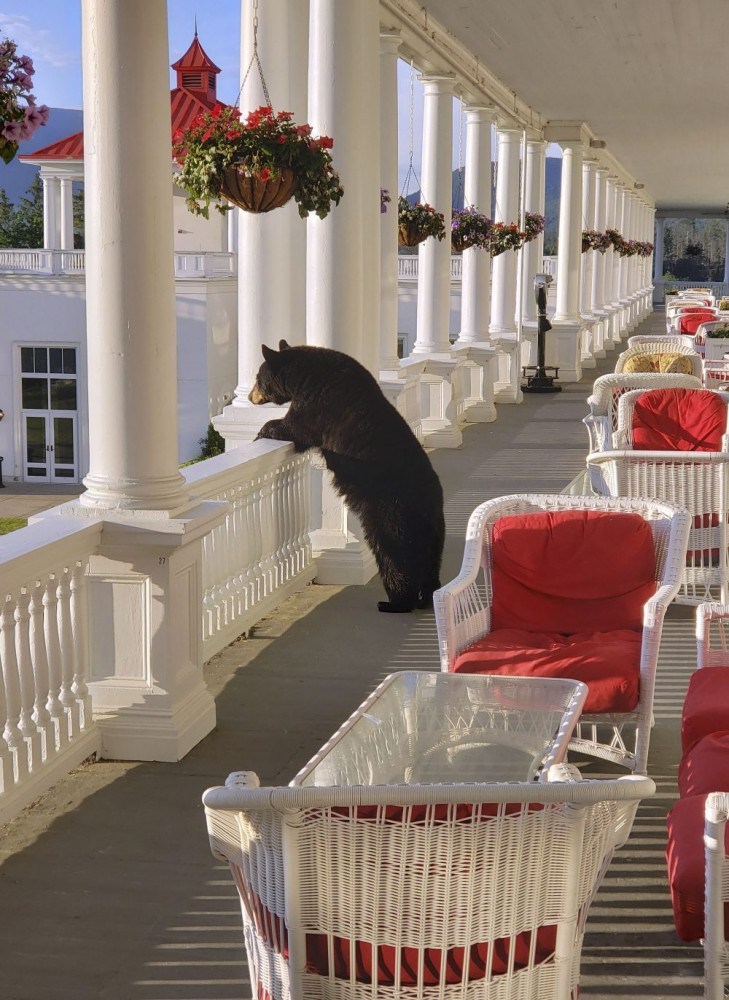 The Bear On The Balcony At Bretton Woods