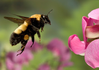 Bumblebees face mass extinction amid ‘climate chaos’, scientists warn