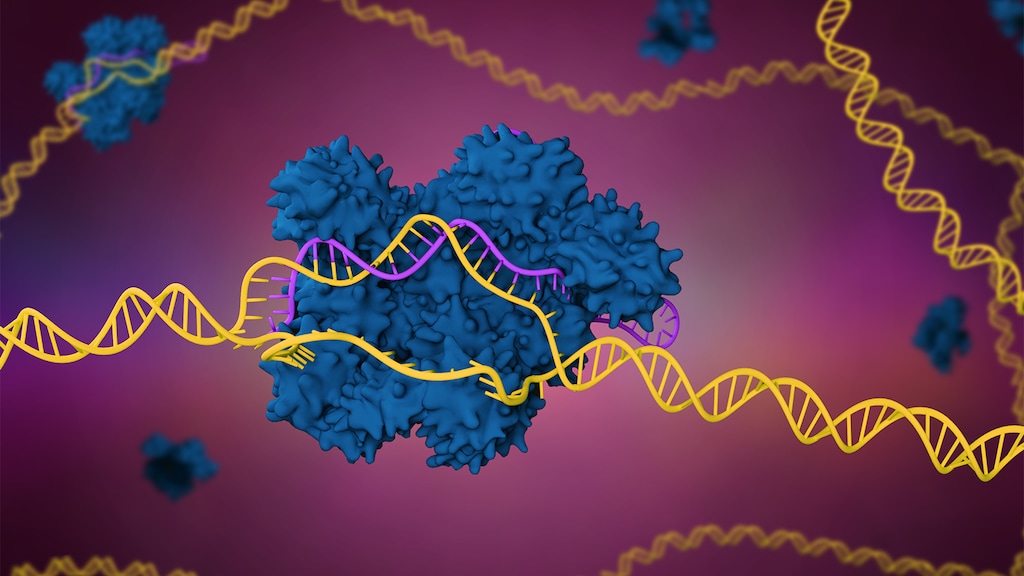 CRISPR Infusion Edits Genes Directly in Humans